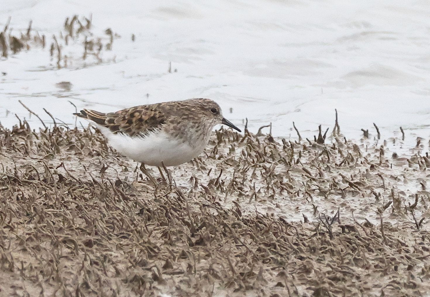 Temminck's Stint