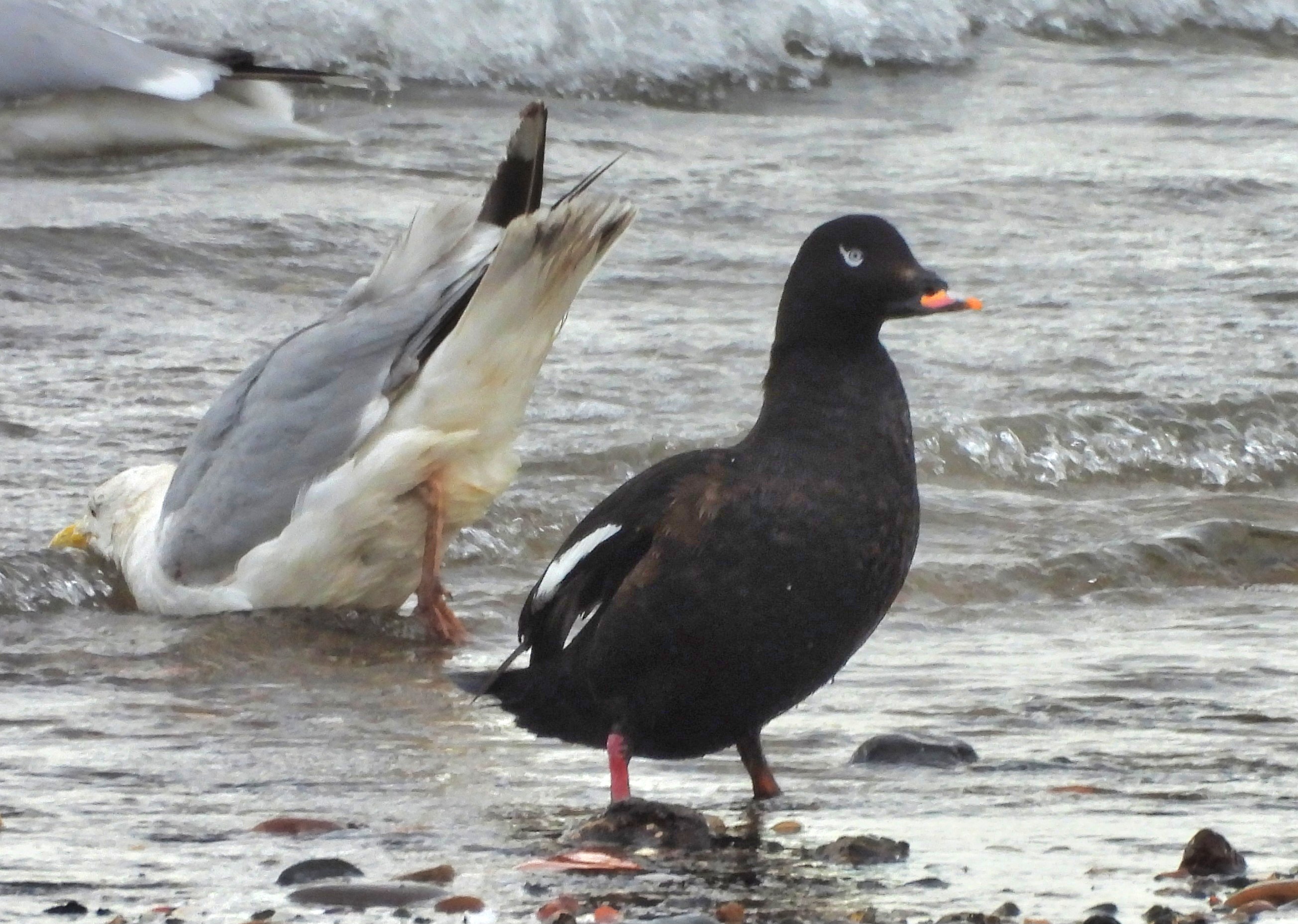 White-winged Scoter