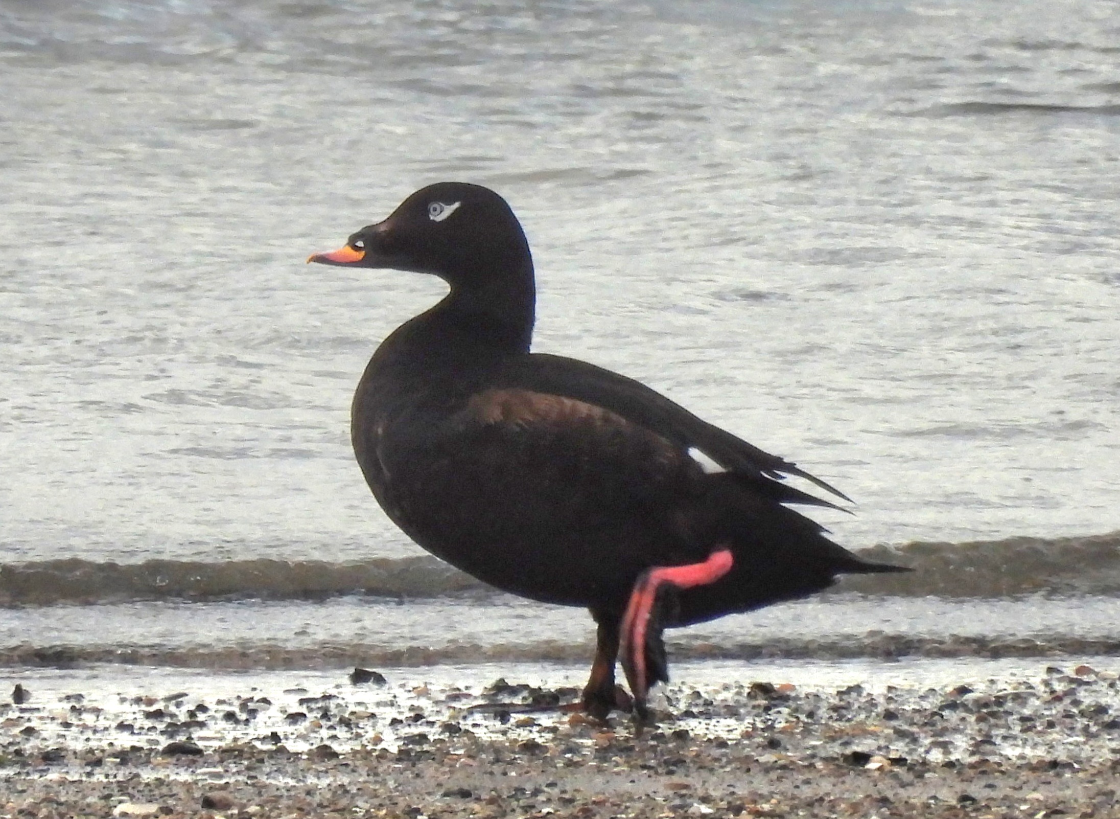 White-winged Scoter