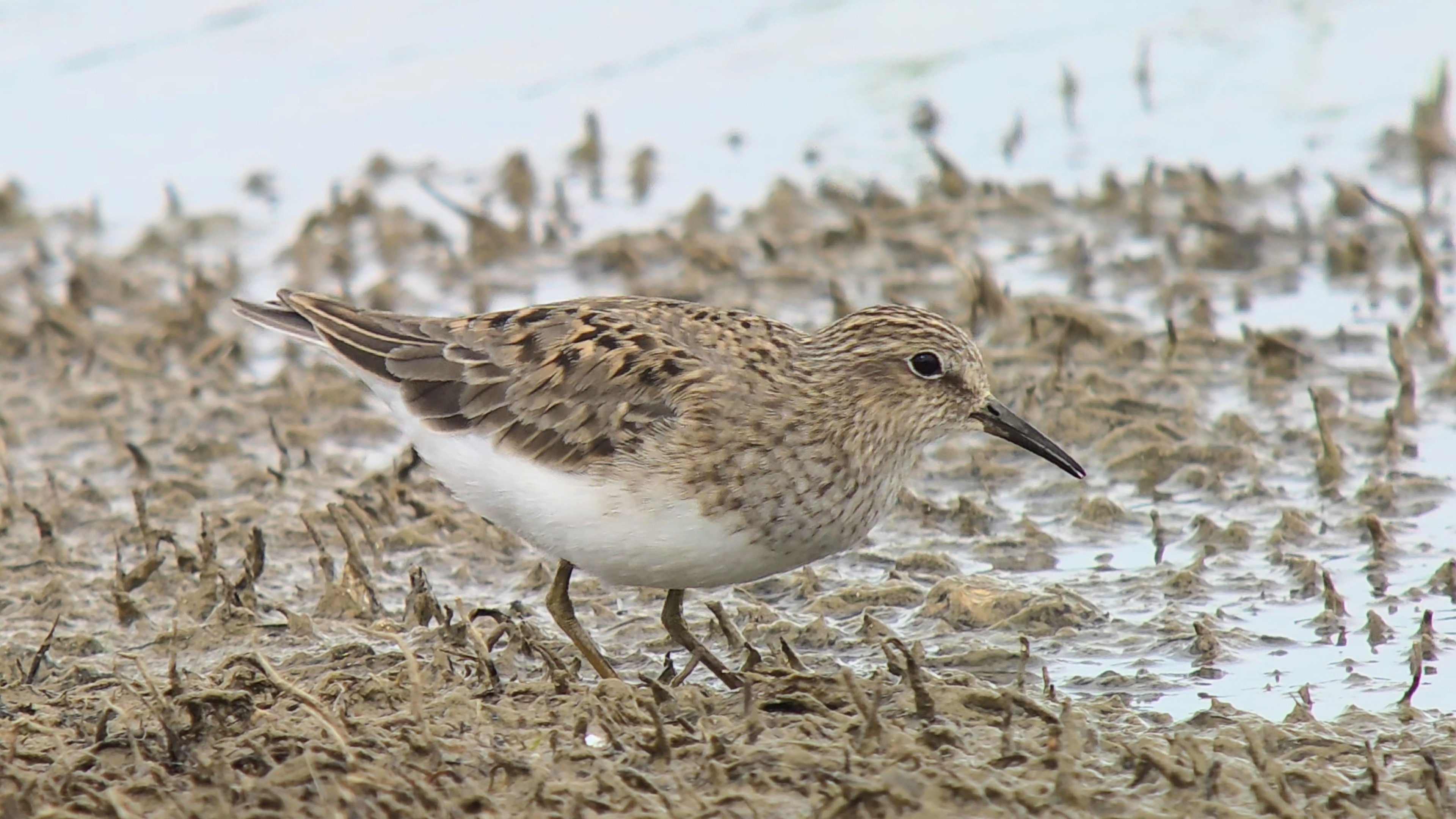 Temminck's Stint