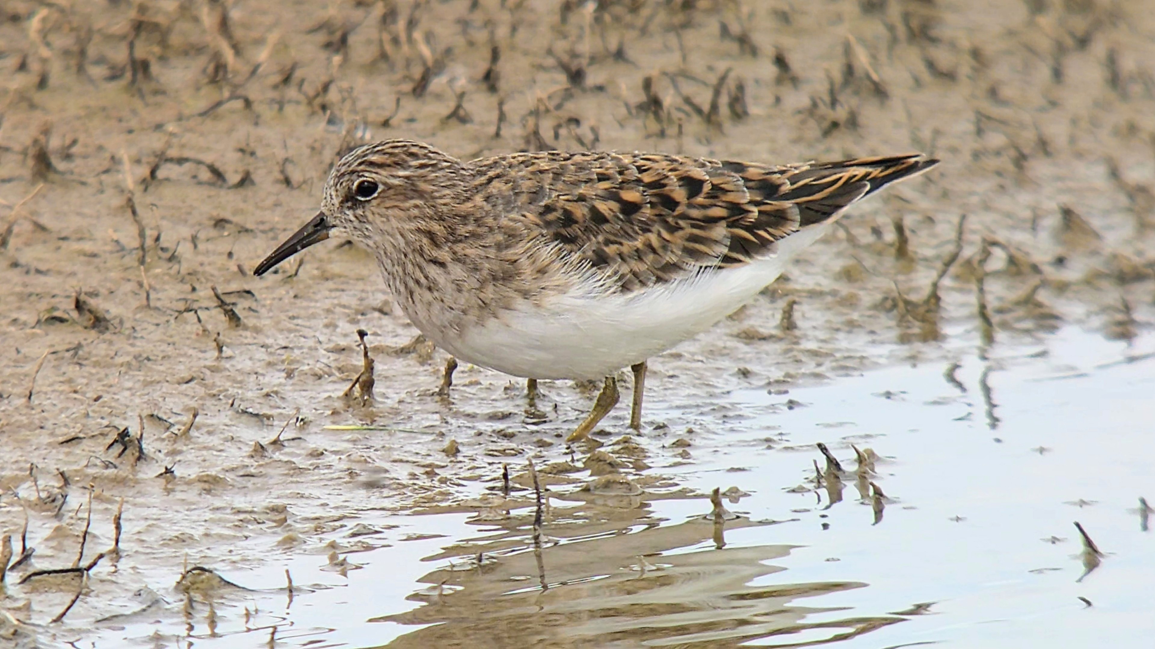Temminck's Stint