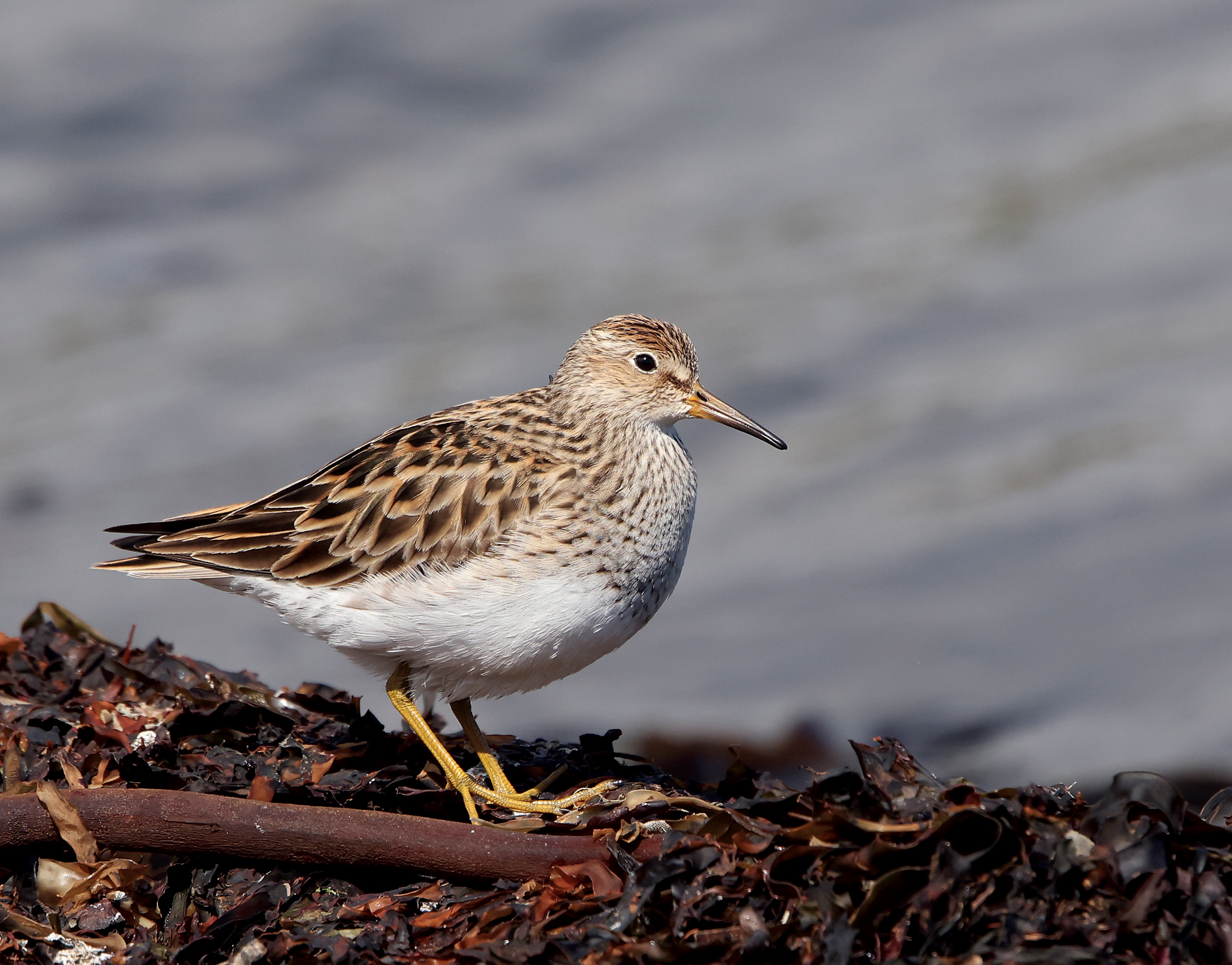 Pectoral Sandpiper