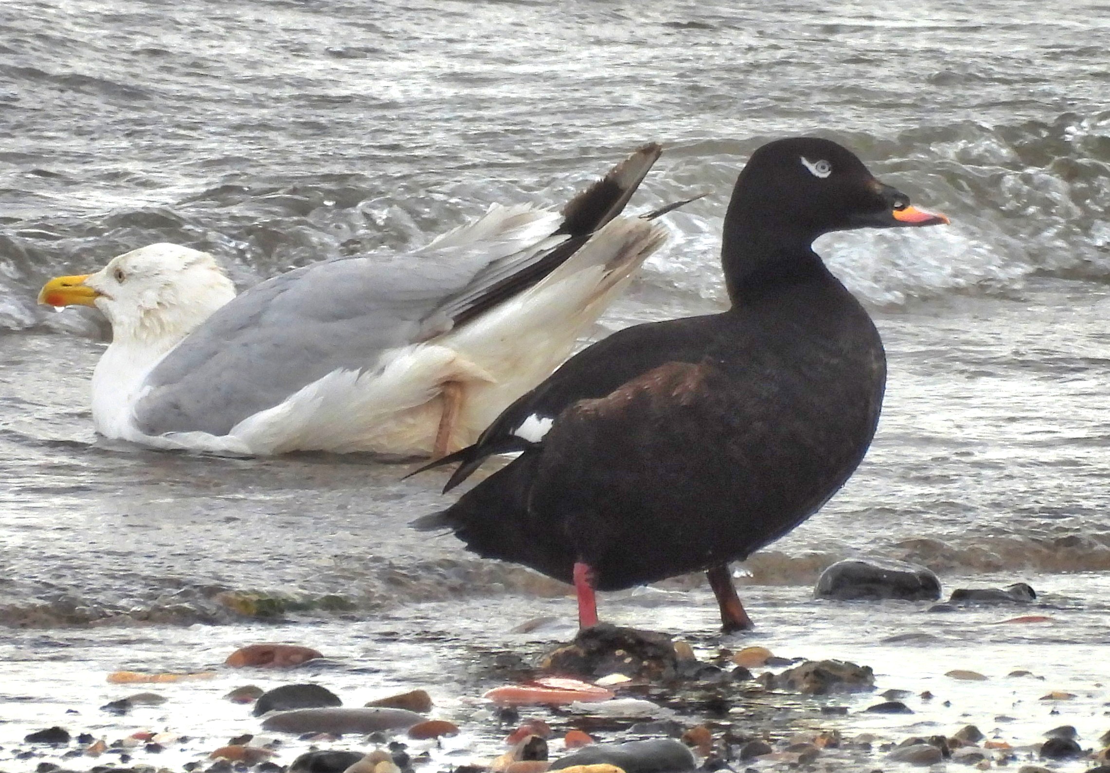 White-winged Scoter