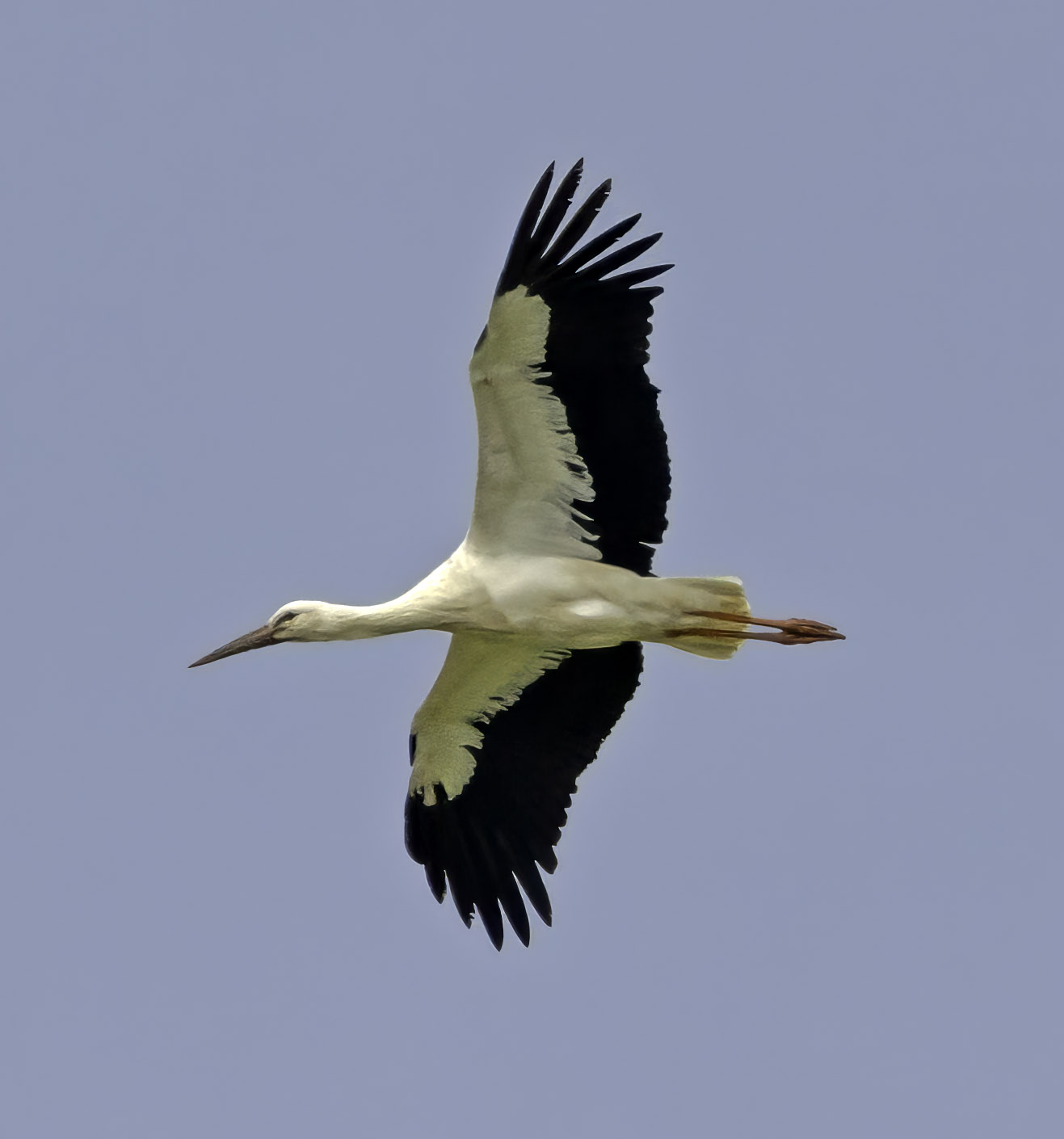 White Stork