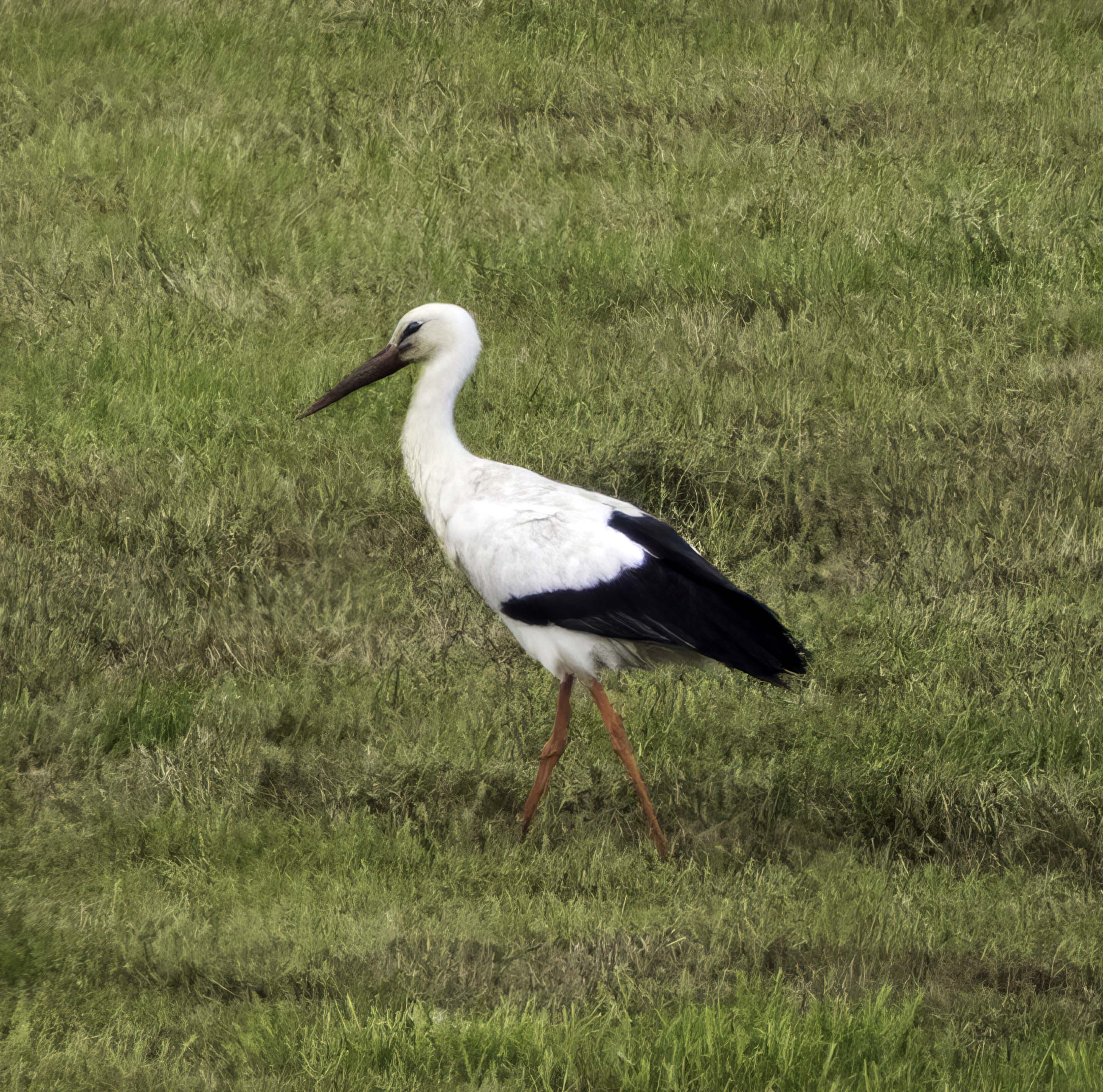 White Stork