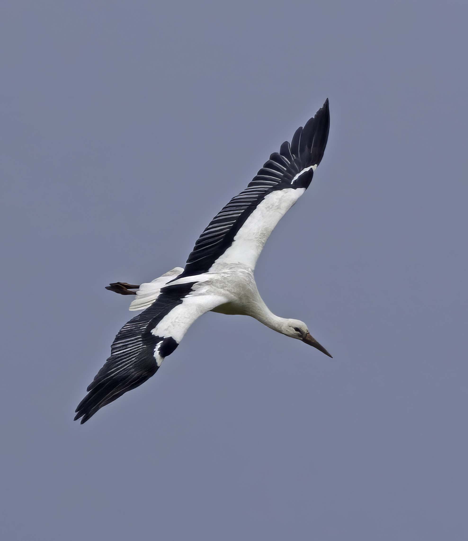 White Stork