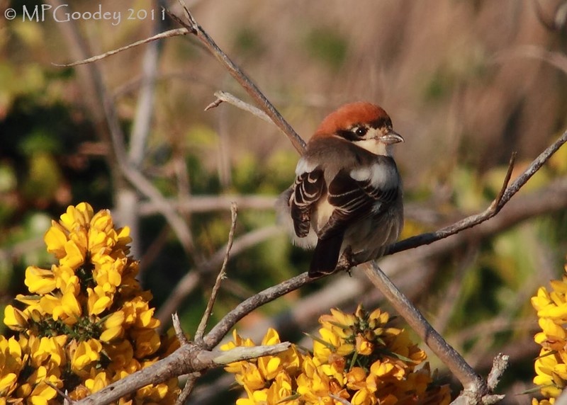 Woodchat Shrike