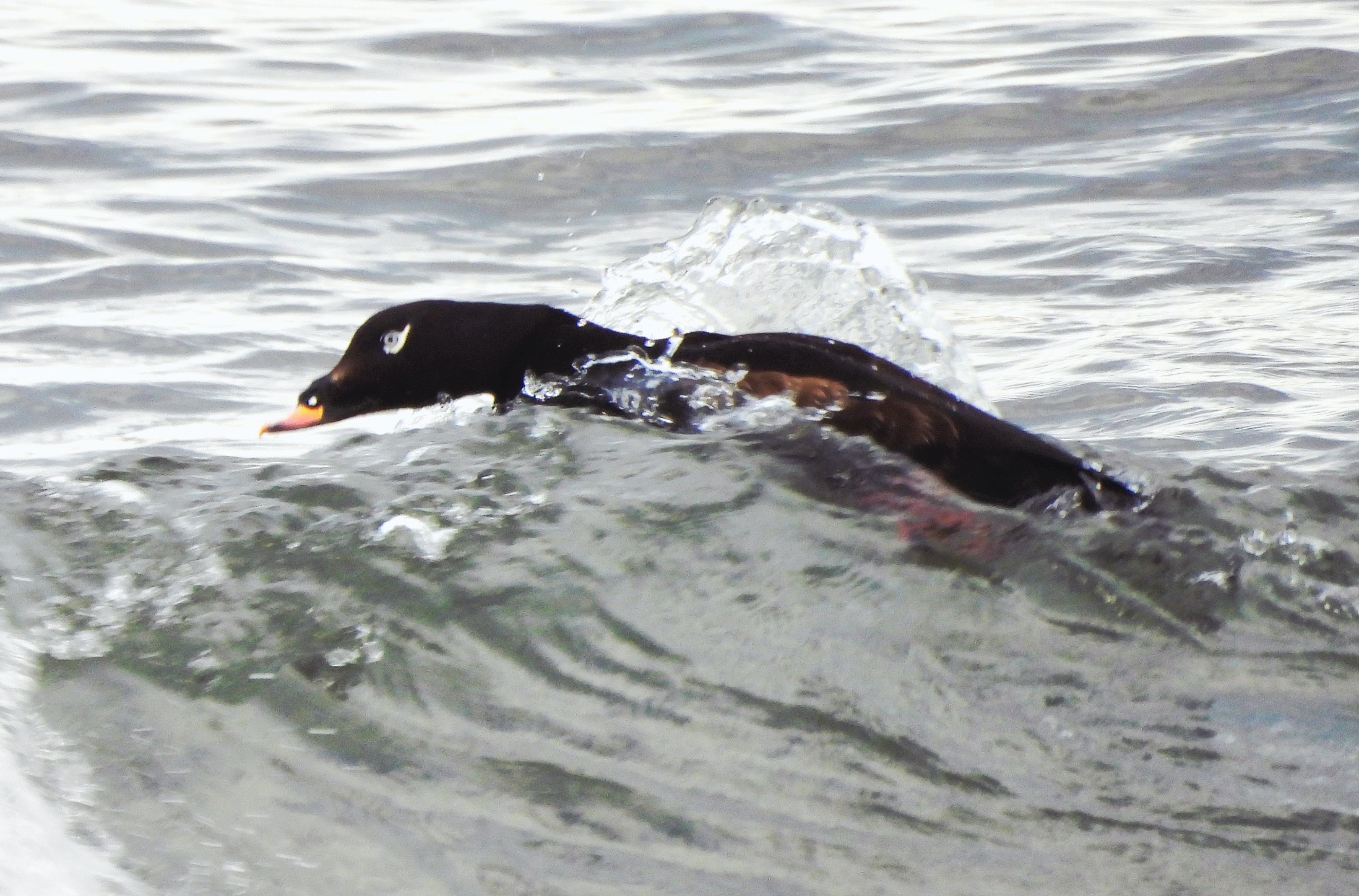 White-winged Scoter