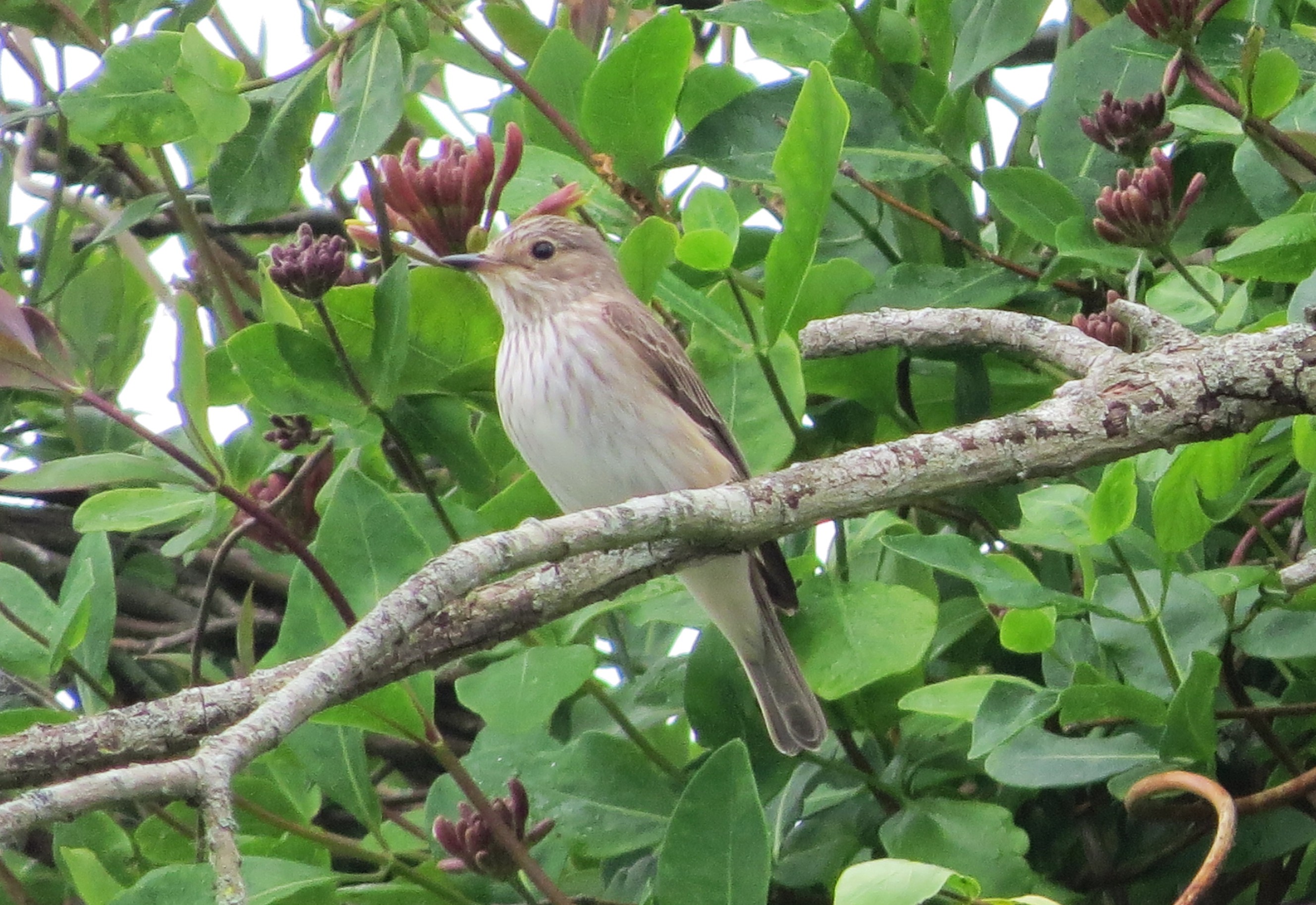 Spotted Flycatcher