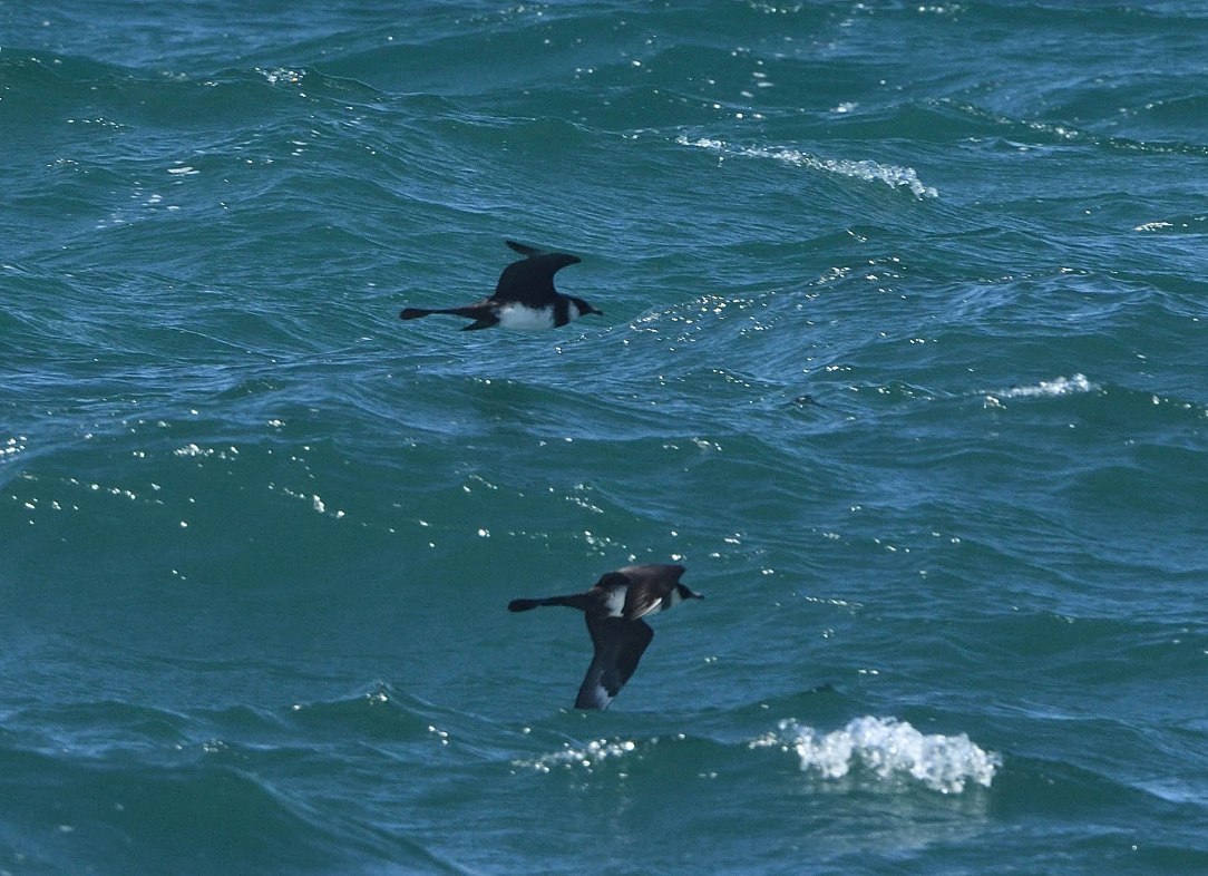 Pomarine Skua