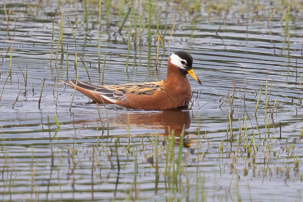 Grey Phalarope