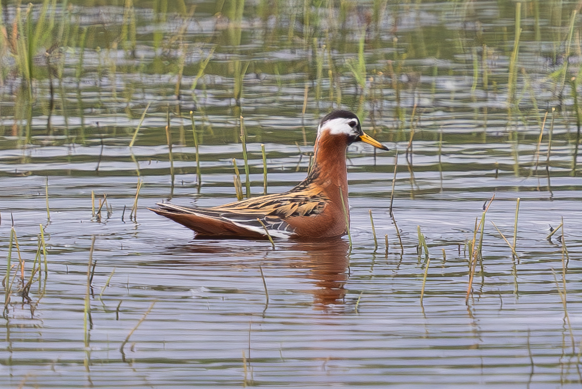 Grey Phalarope