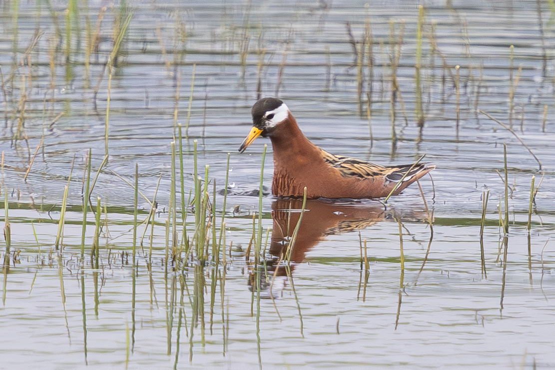 Grey Phalarope