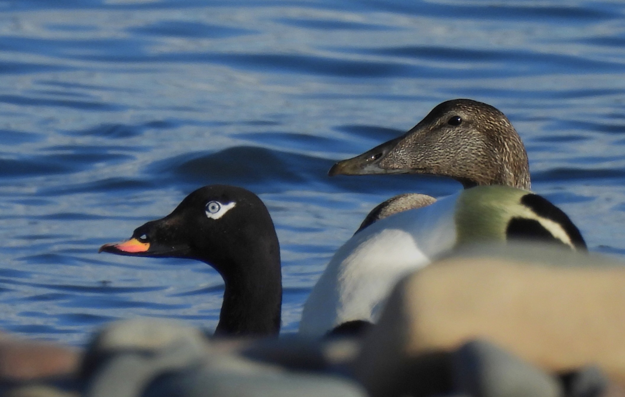 White-winged Scoter