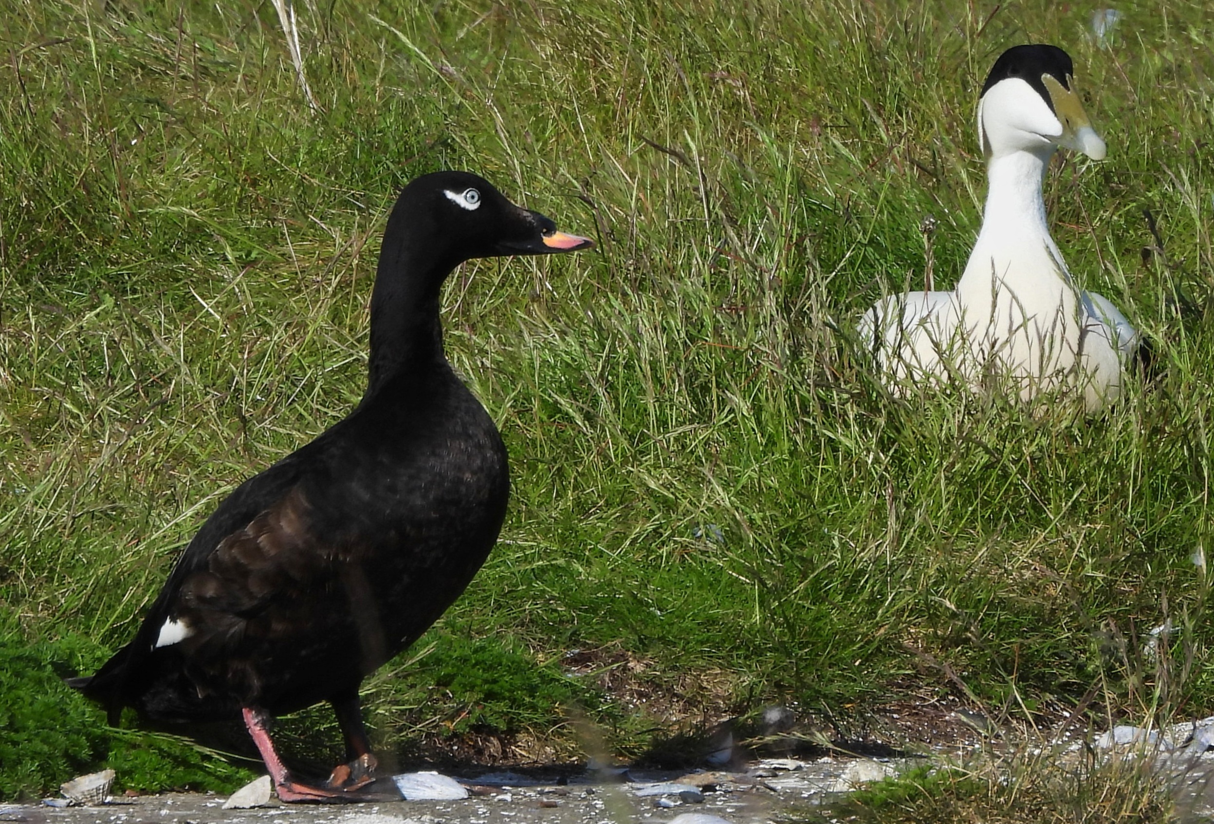 White-winged Scoter