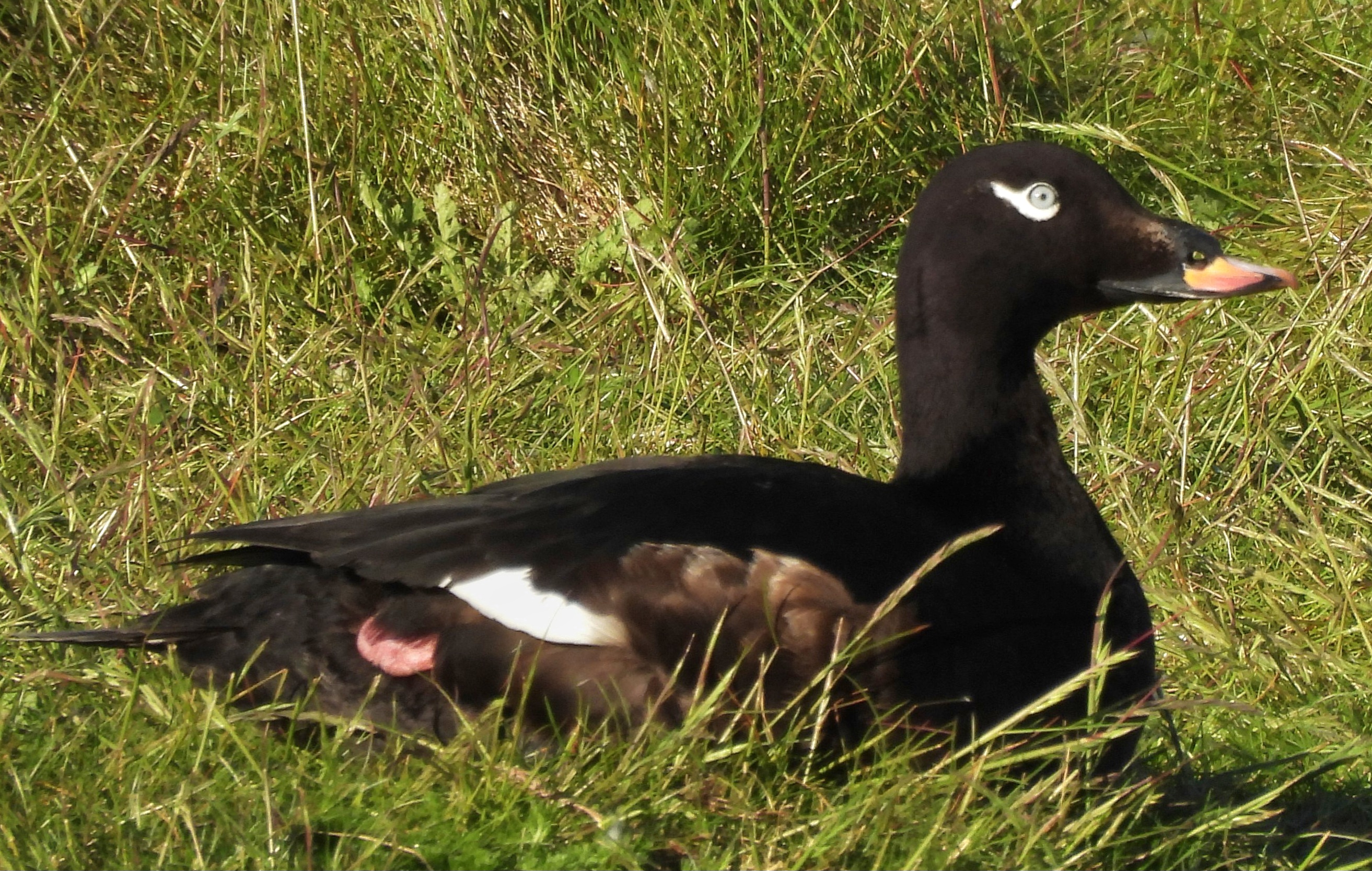 White-winged Scoter