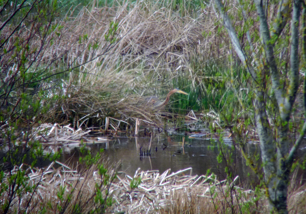 Purple Heron