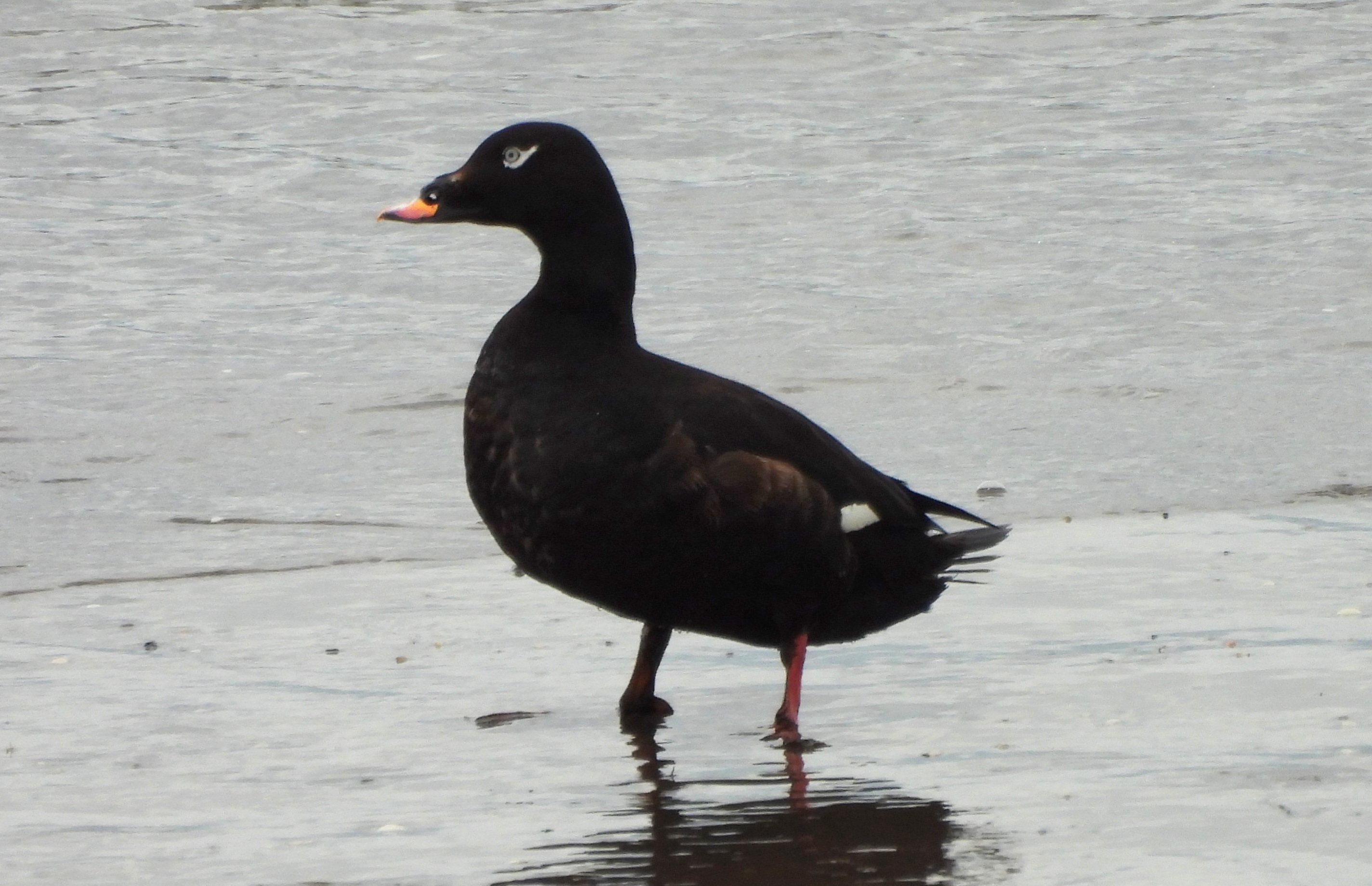 White-winged Scoter