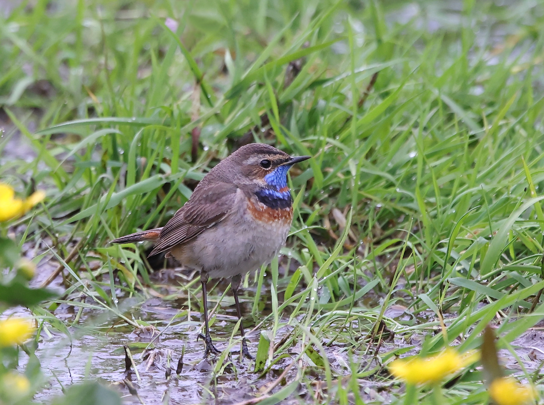 Red-spotted Bluethroat