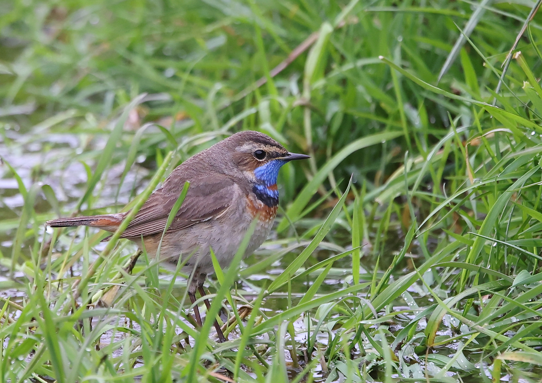 Red-spotted Bluethroat