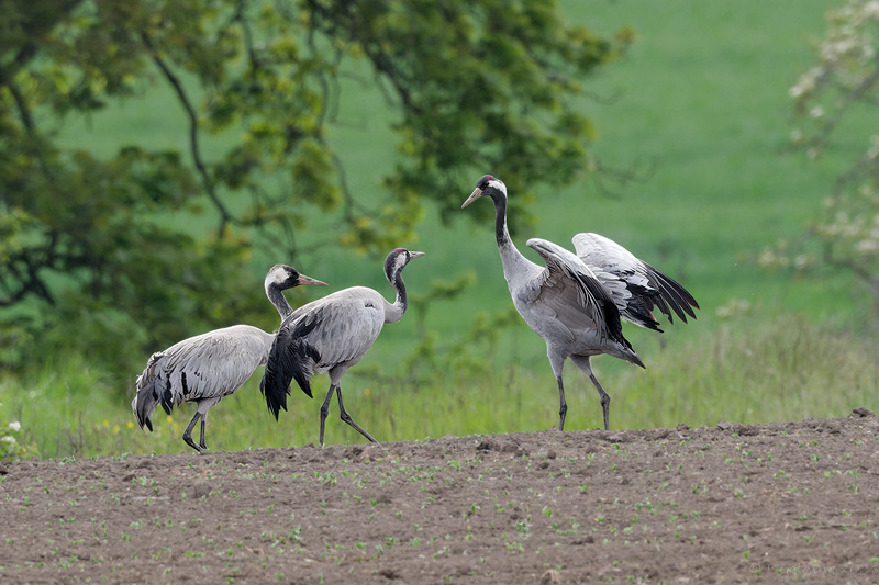 Common Crane