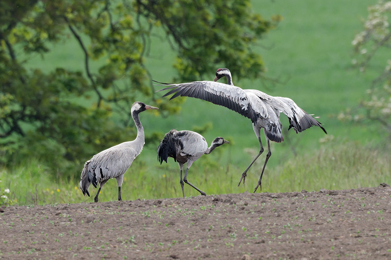 Common Crane