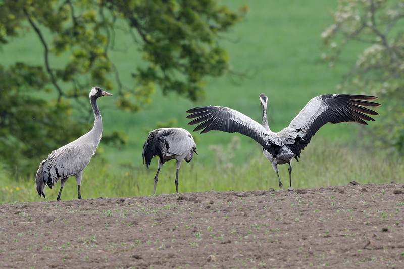 Common Crane
