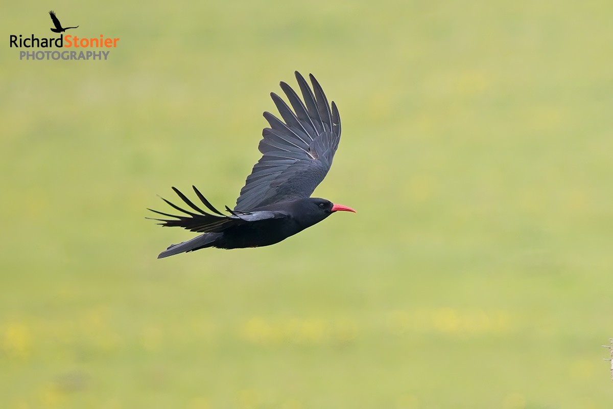 Chough