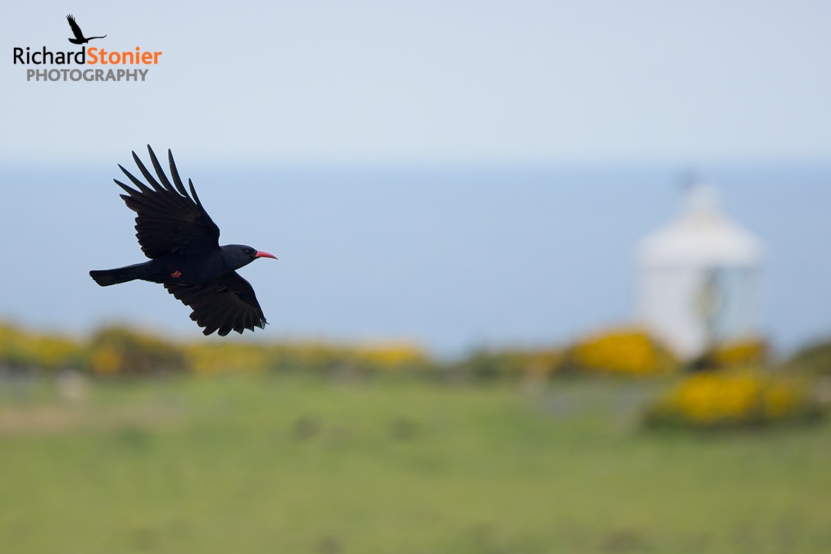 Chough
