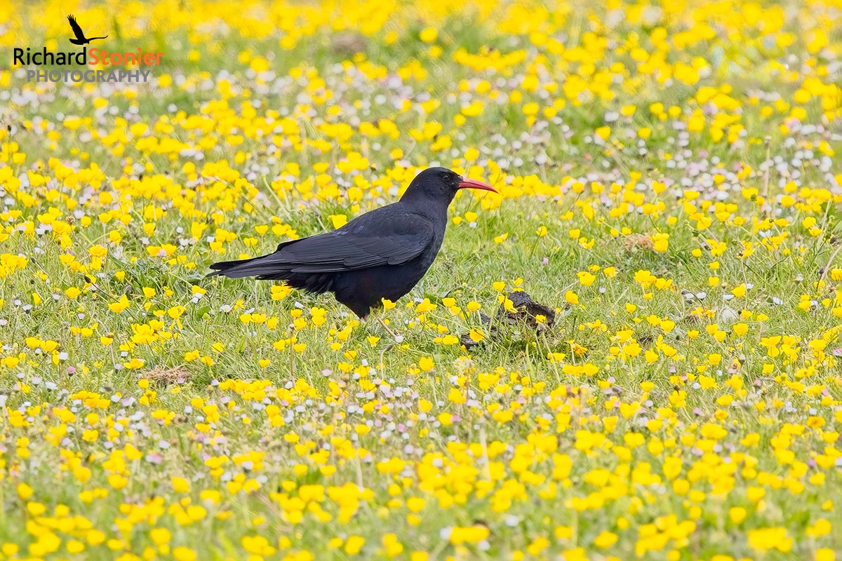 Chough