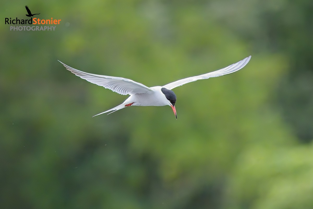 Common Tern