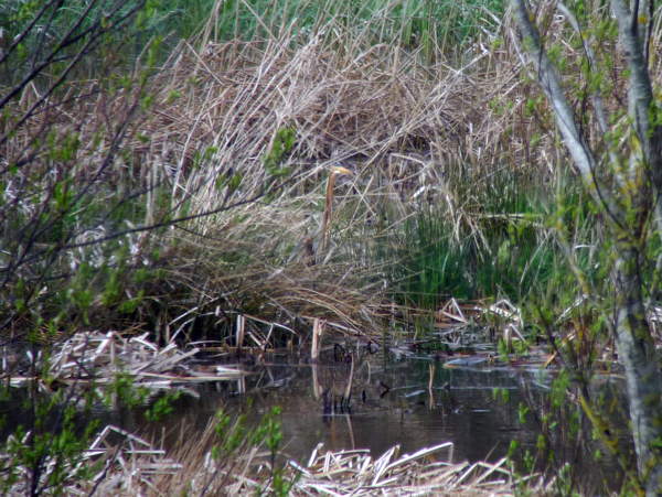Purple Heron