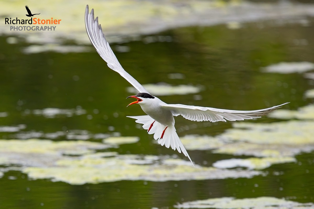 Common Tern