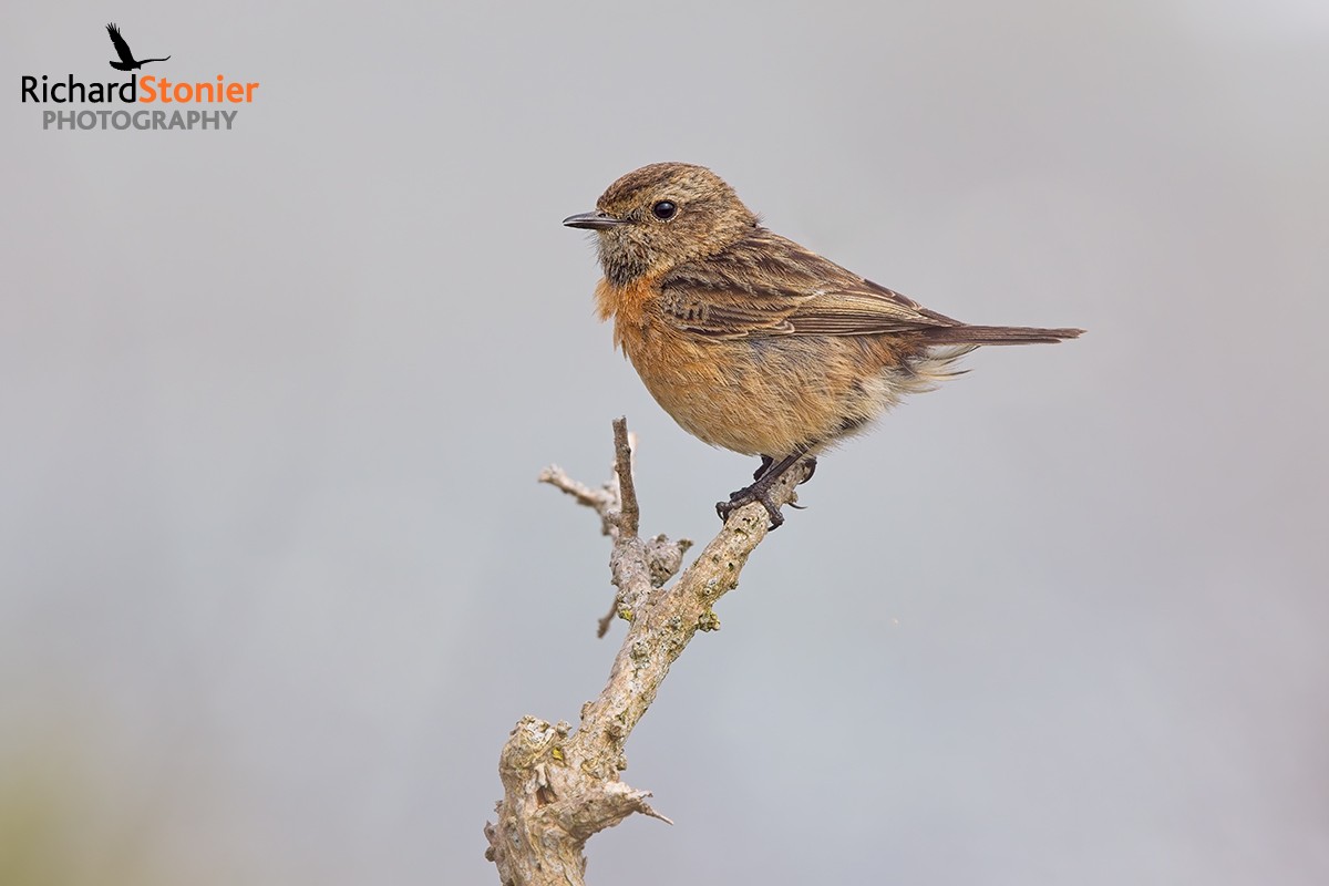 Stonechat