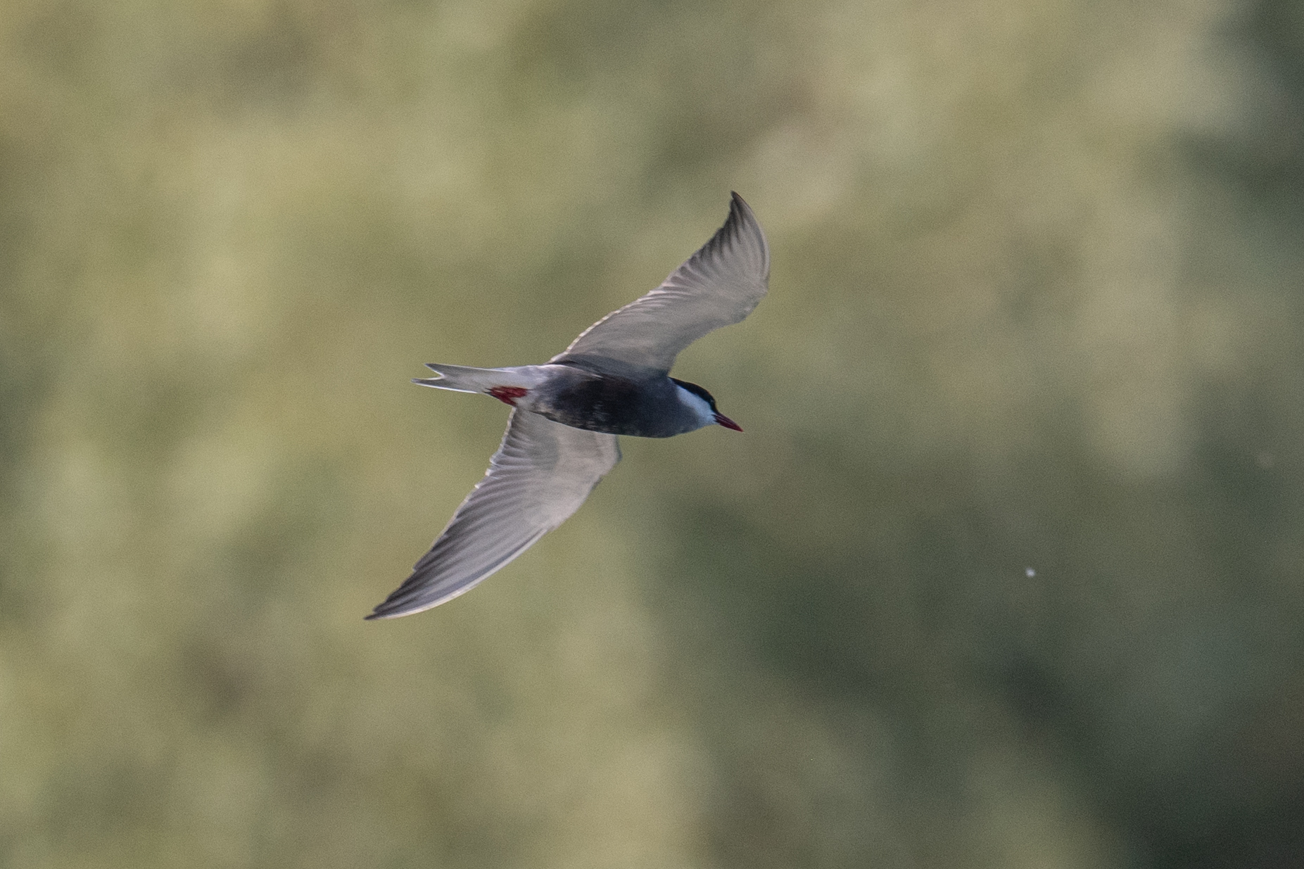 Whiskered Tern