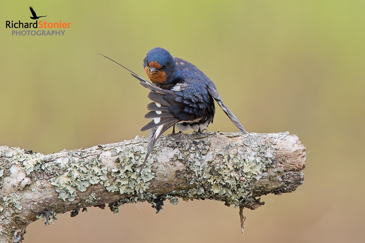 Swallow