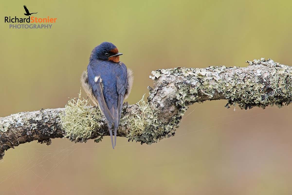 Swallow