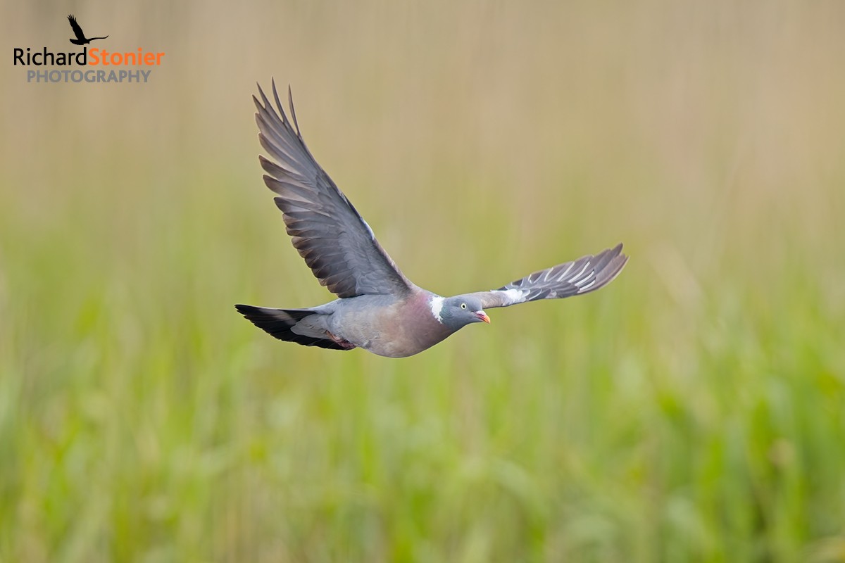 Woodpigeon