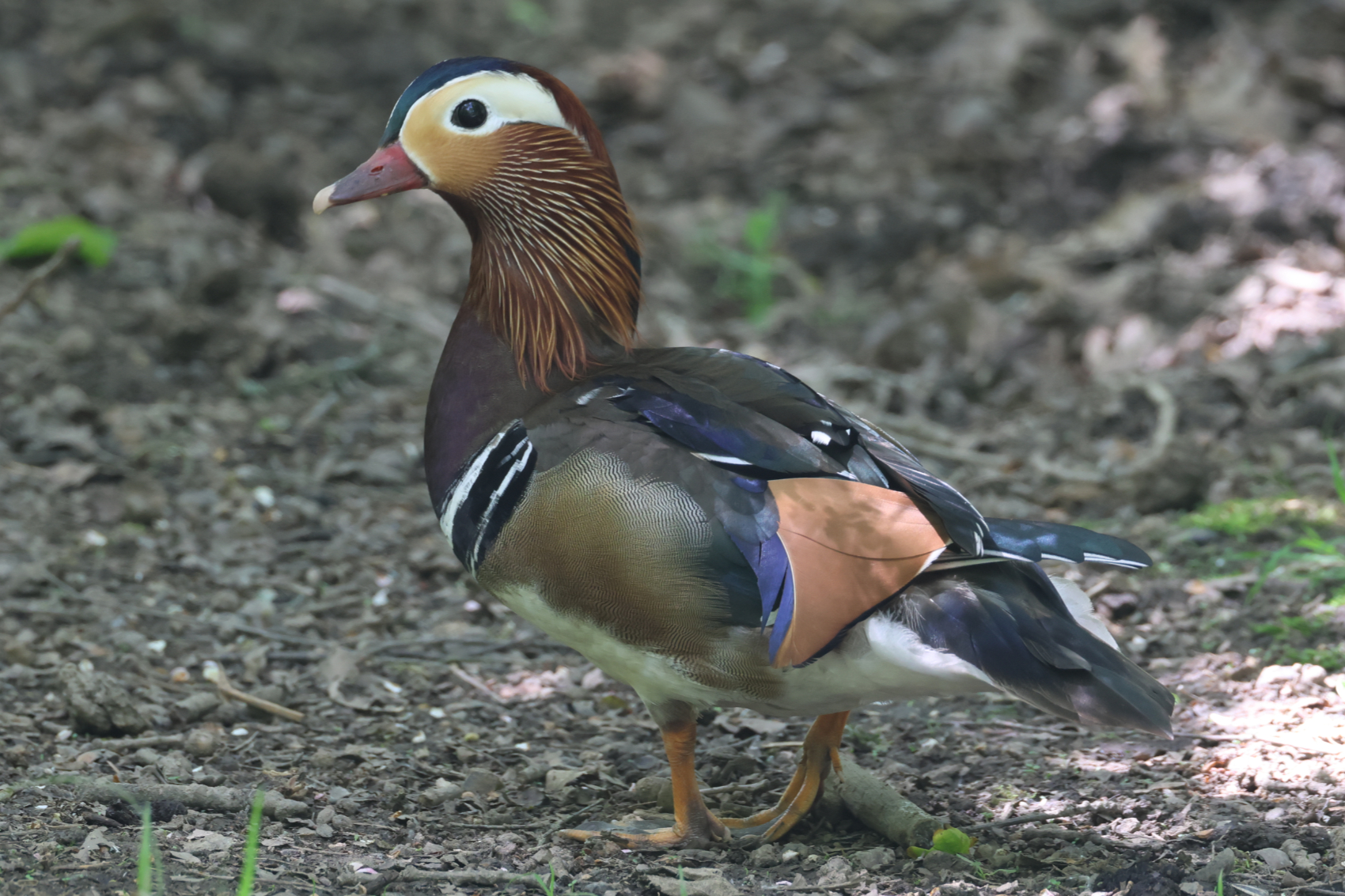 Mandarin Duck