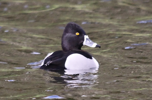 Ring-necked Duck