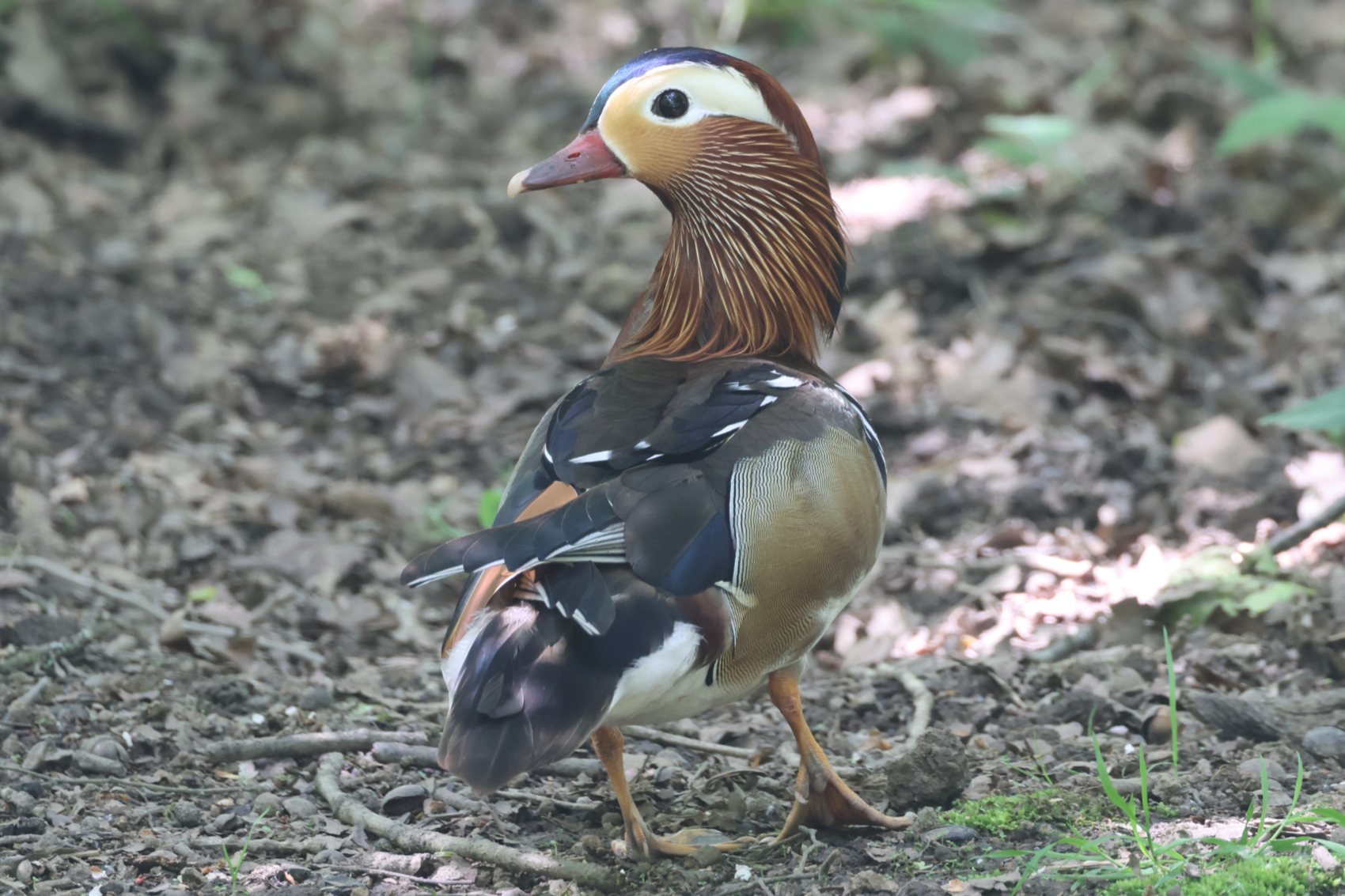 Mandarin Duck