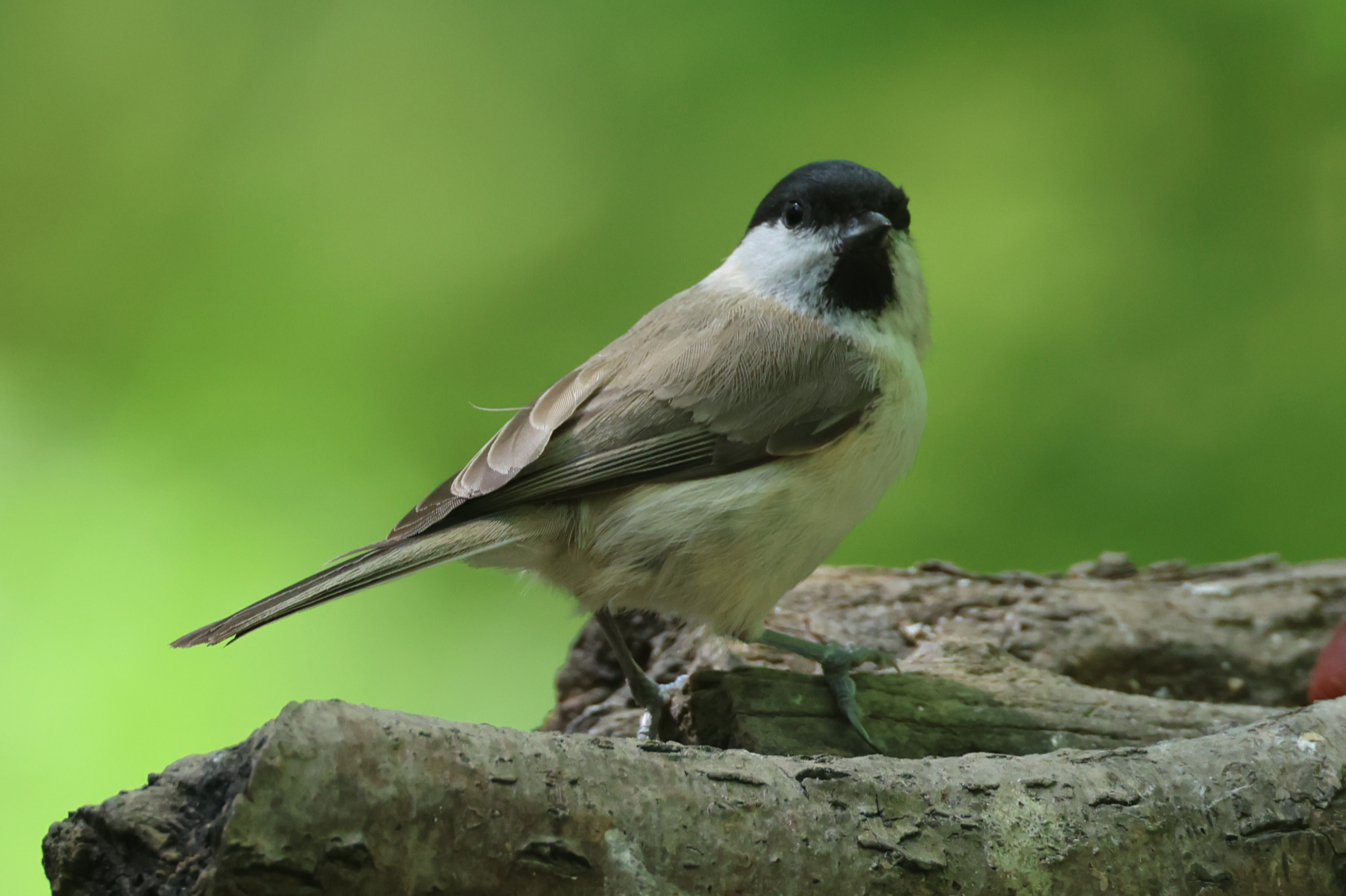 Marsh Tit