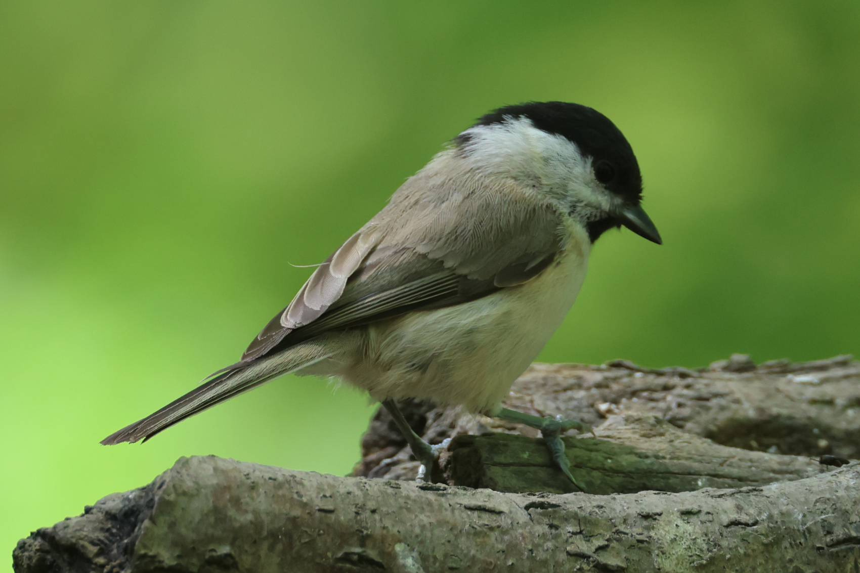Marsh Tit