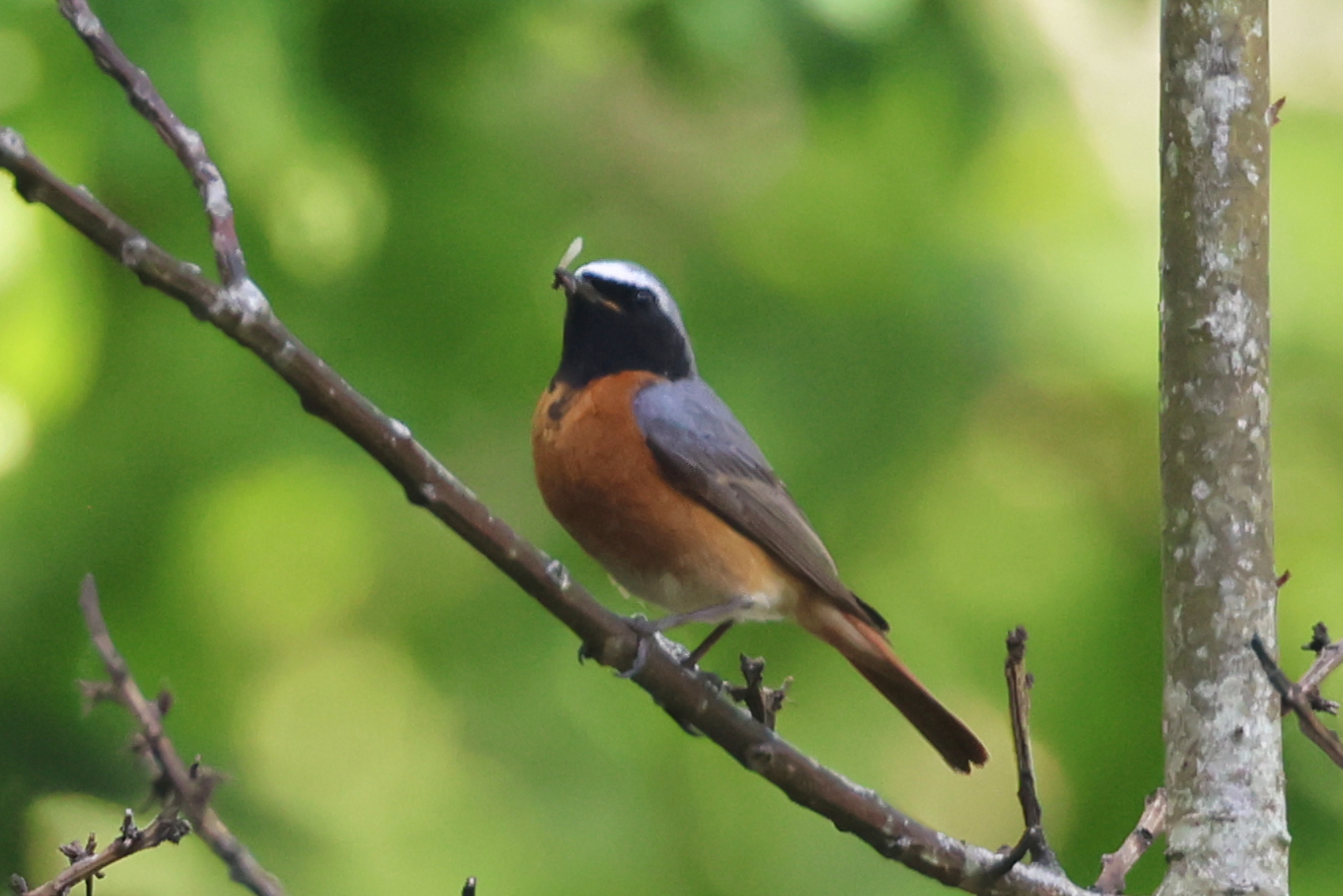 Redstart