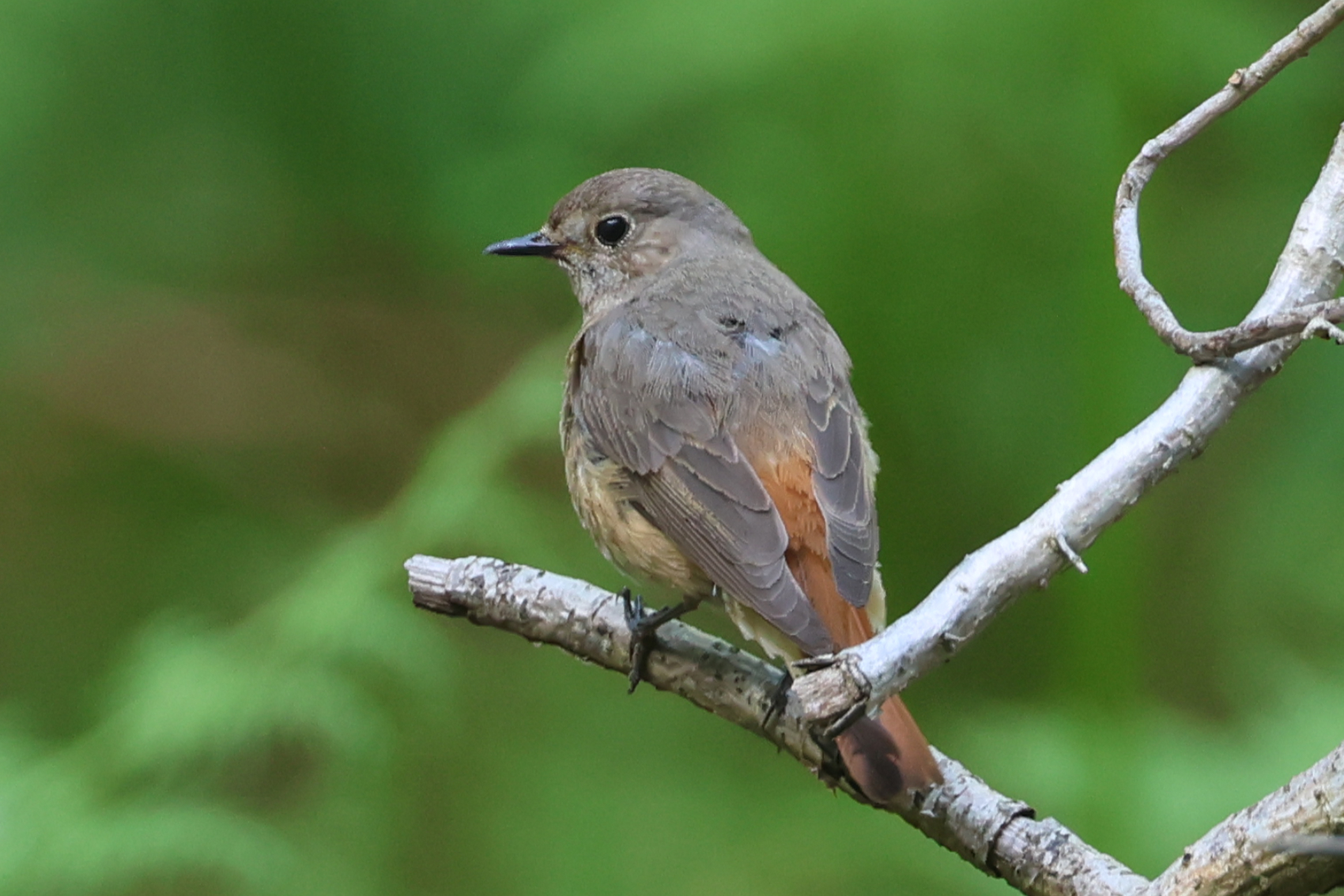 Redstart