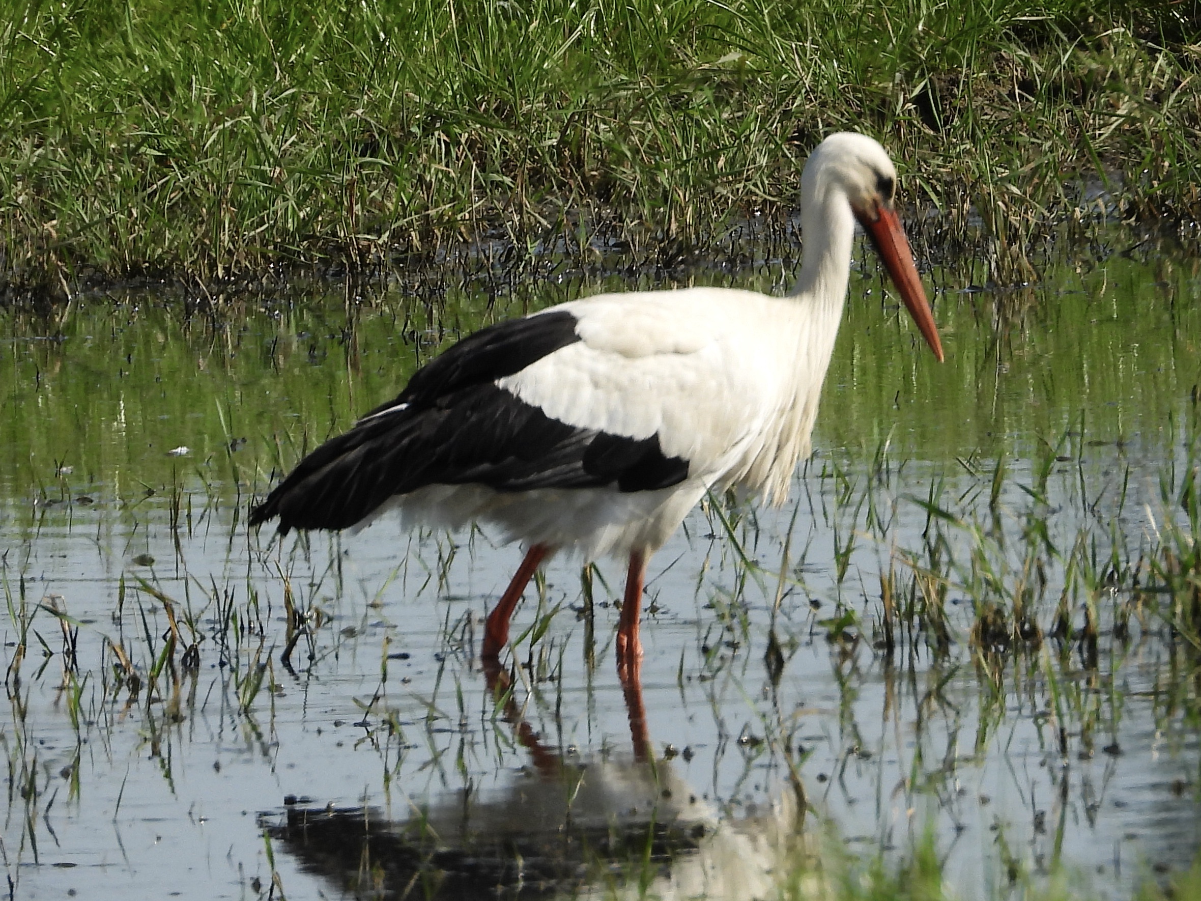 White Stork