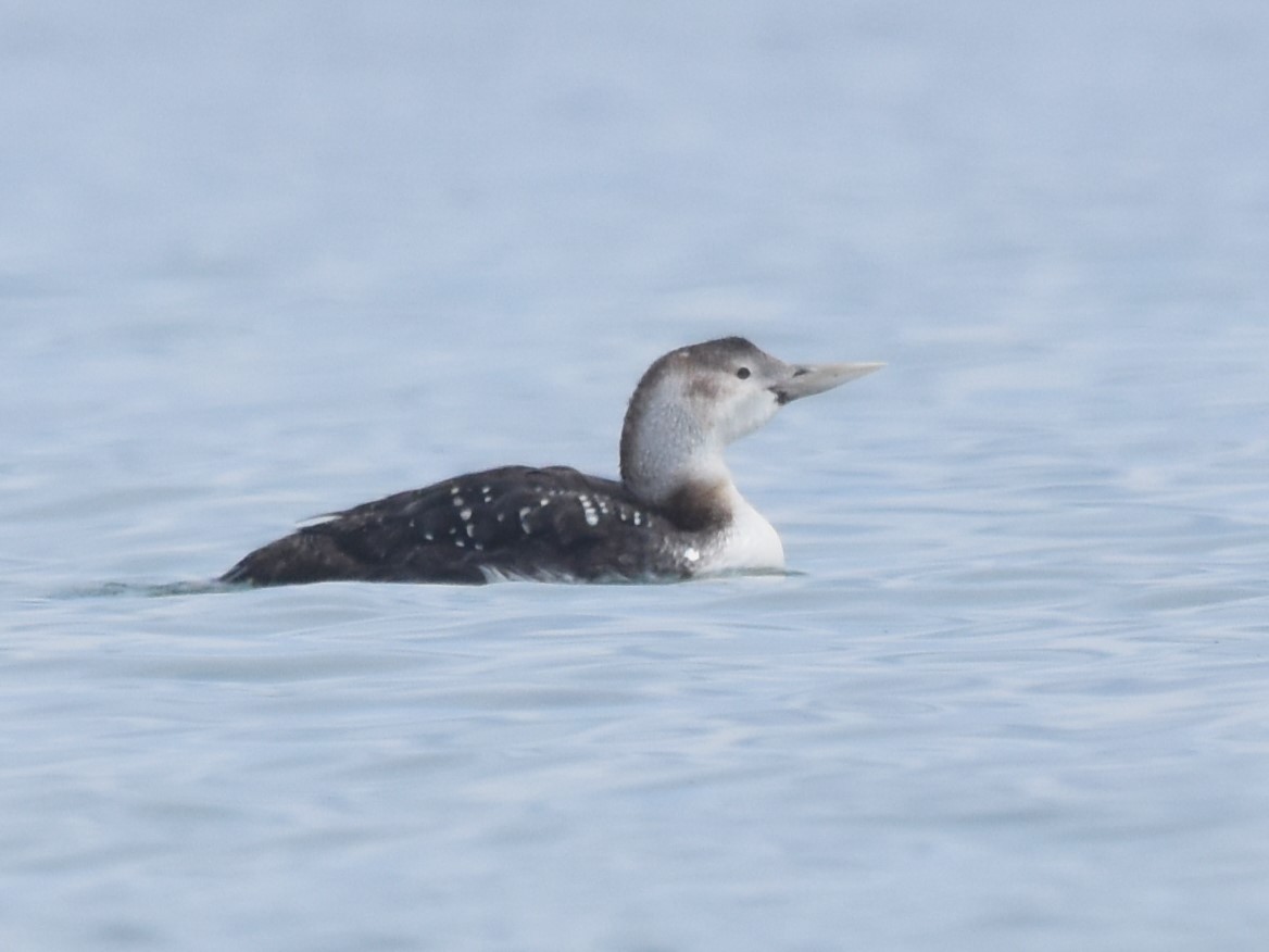 White-billed Diver