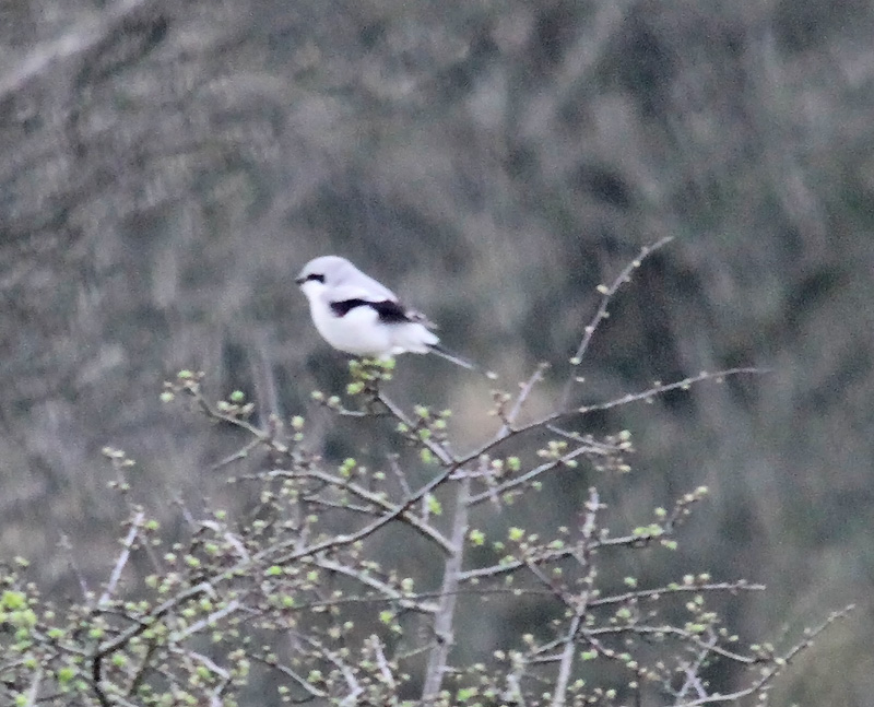 Great Grey Shrike