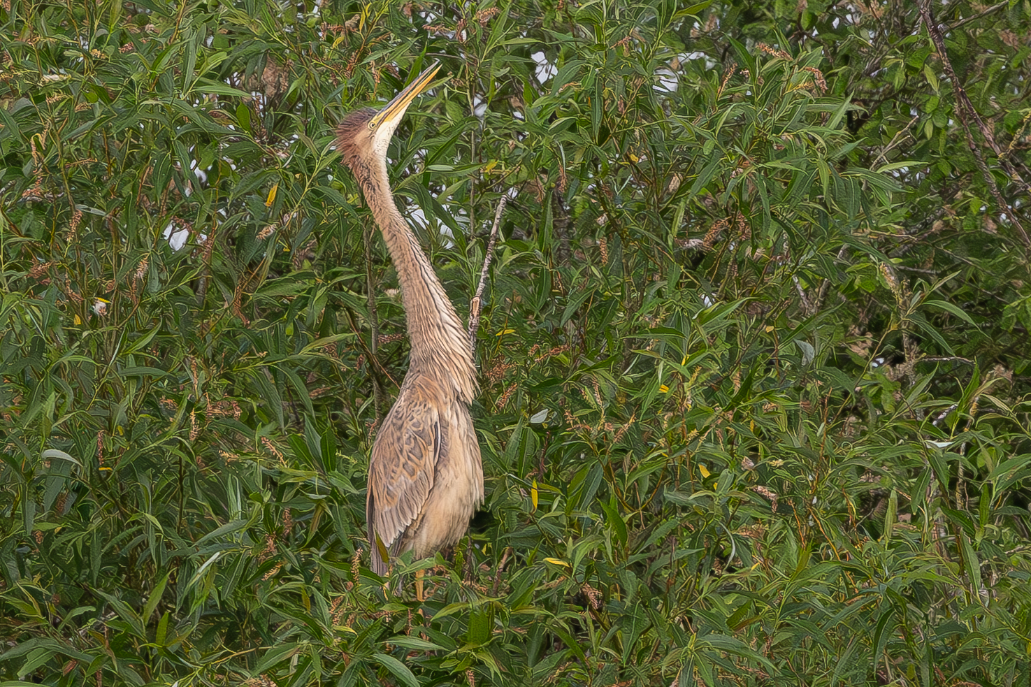 Purple Heron
