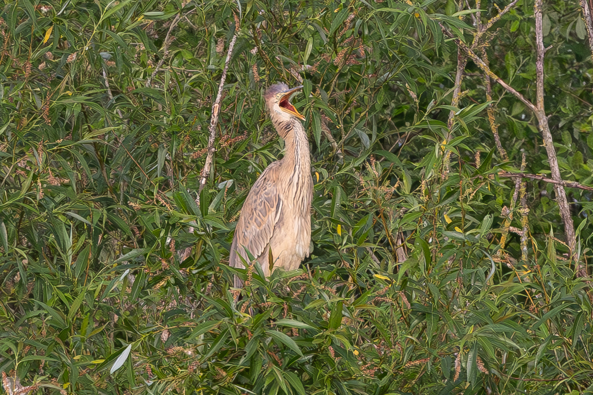Purple Heron